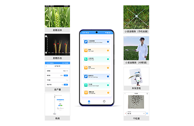 江苏小麦表型测量仪IN-XM05